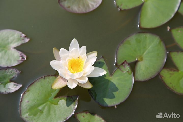 Нимфея Розовая-махровая / Бело-розовая - Июль