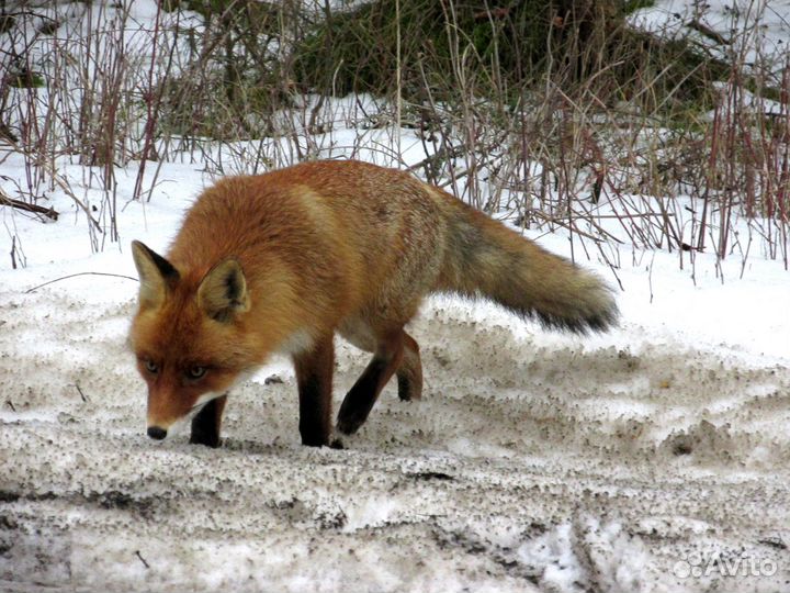 Экскурсия на Куршскую косу и Зеленоградск