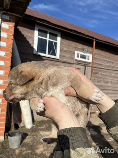 Щенки немецкой овчарки