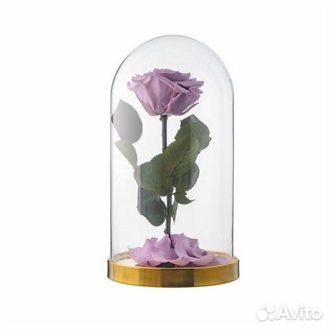 Роза в колбе. Живая