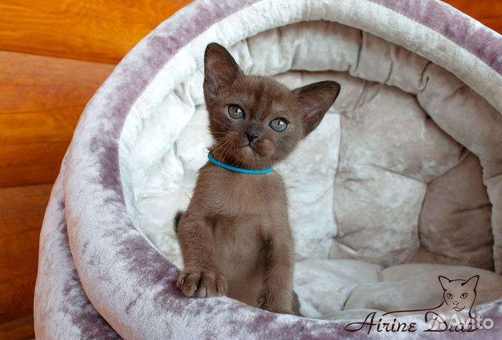 Европейская бурма