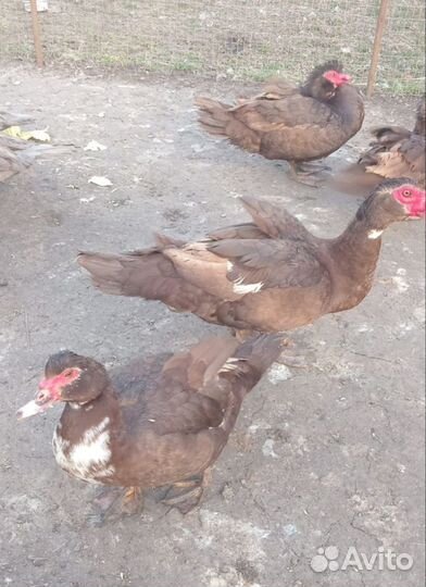 Утки броллерные(красный бык)