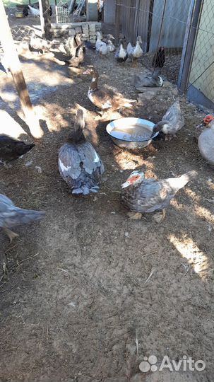 Мускусные утки на племя тяжелая линия