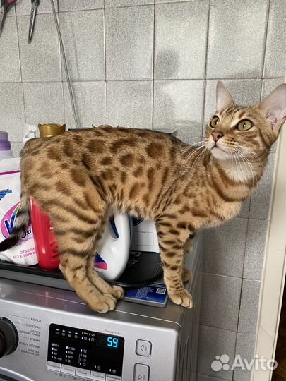 Бенгальская кошка в добрые руки