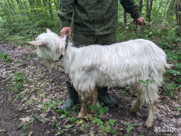 Козел зааненский, две козы