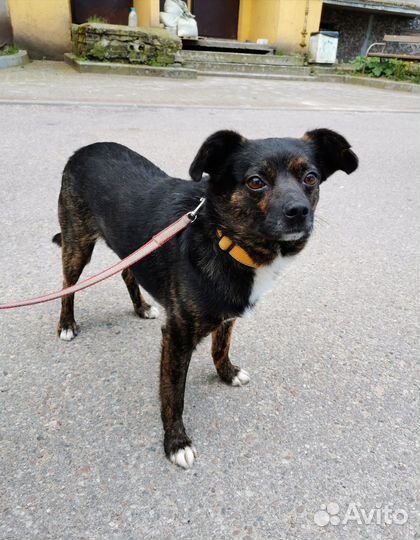 Собака ищет дом