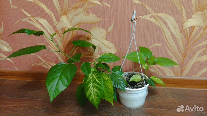 Гибискус китайская роза