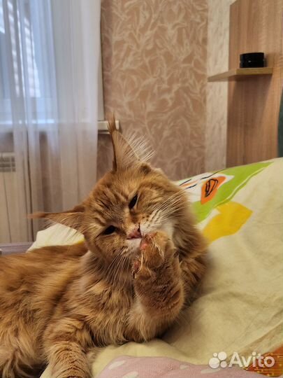 Майкун кошка