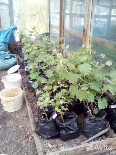 Саженцы винограда