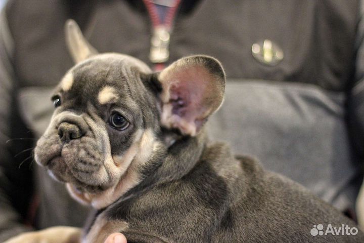 Французский бульдог