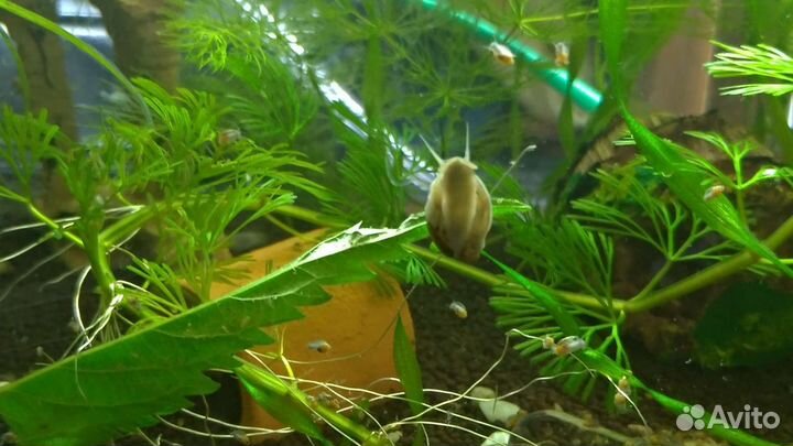 Улитки Физы, Мелании