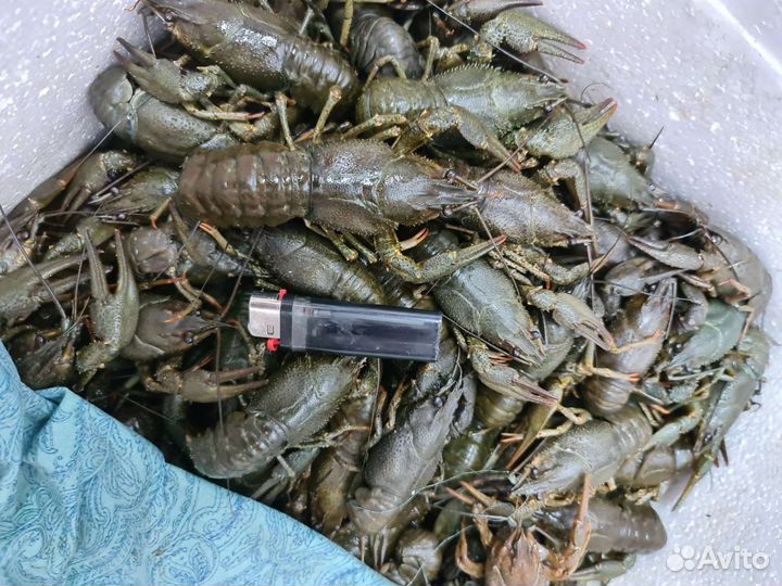 Раки Речные