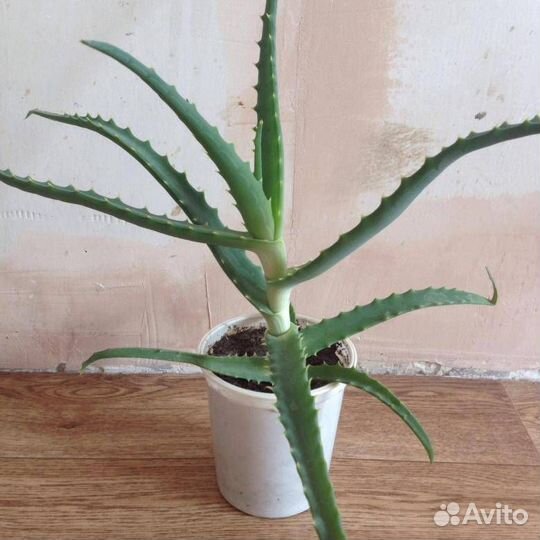 Алоэ древовидный, отросток