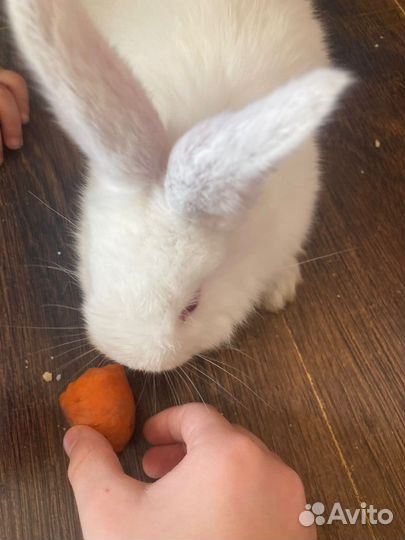 Кролики мясные