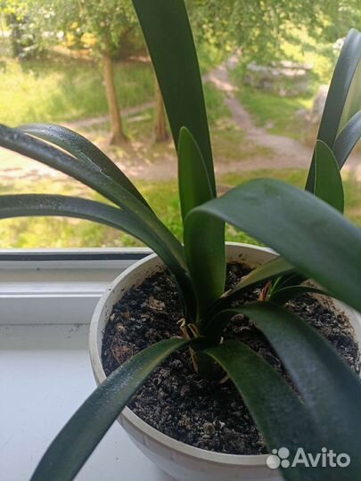 Комнатные цветы кливия