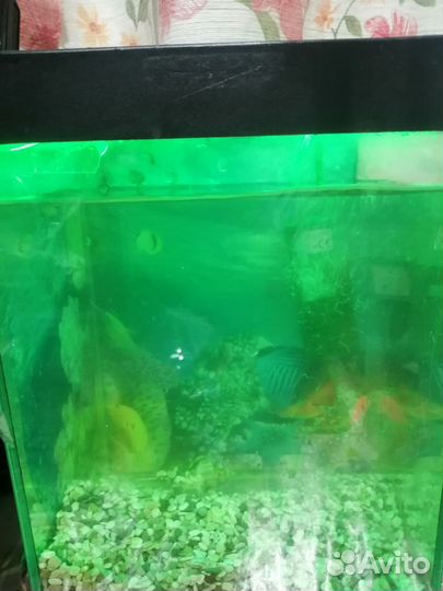 Аквариум