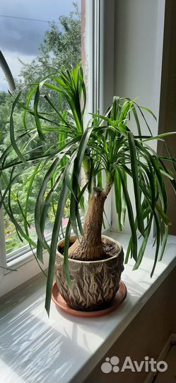 Бокарнея нолина, фиалка махровая голубая