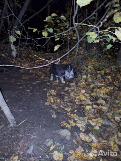 Собаки в добрые руки, щенки