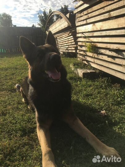 Кобель немецкой овчарки для случки