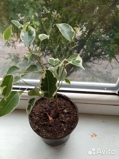 Фикусы разные