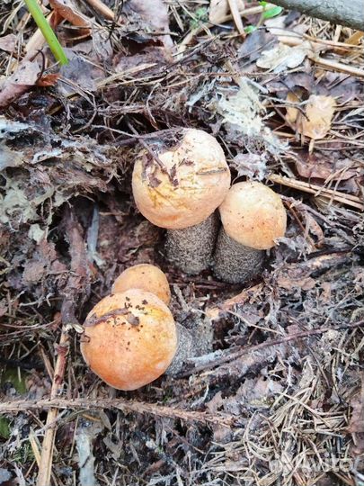 Подосиновики свежие и замороженные 23г