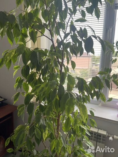 Бенджамина