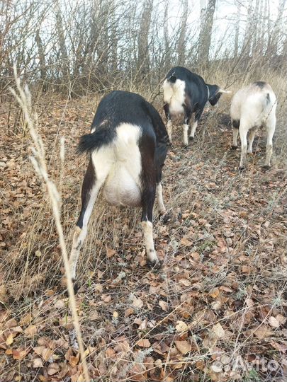 Козел и козы