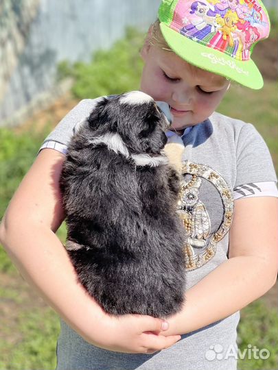 Щенки бордер колли