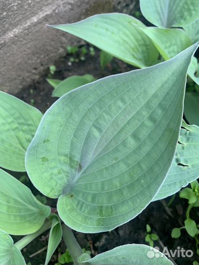 Хосты сортовые