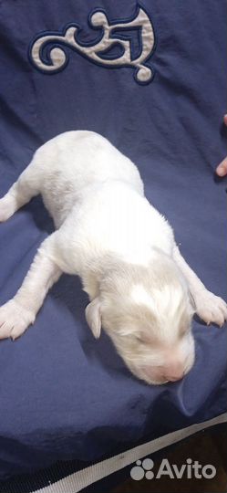 Щенки хороших кровей возможен обмен