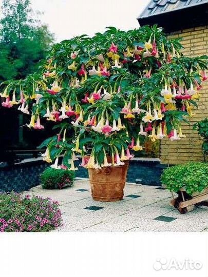 Бругмансия