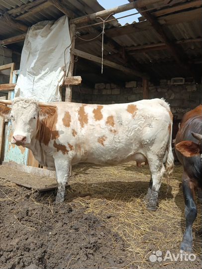 Корова сементал