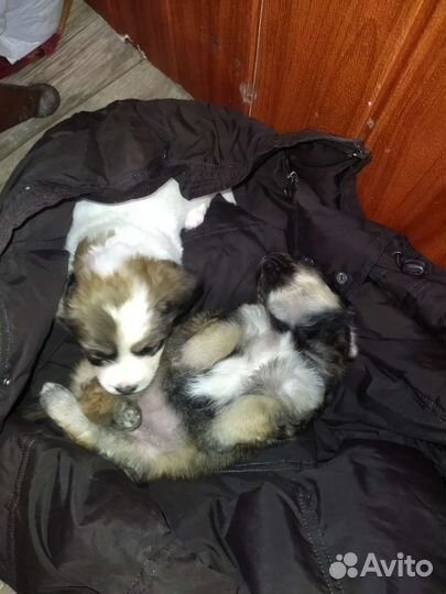 Щенки в добрые руки