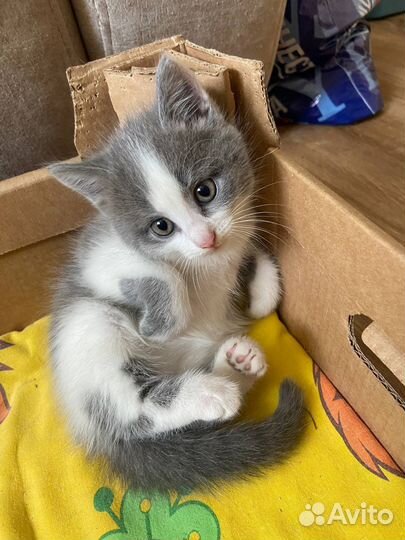 Отдам котенка в добрые руки