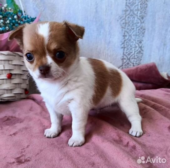 Роскошные щенки чихуахуа