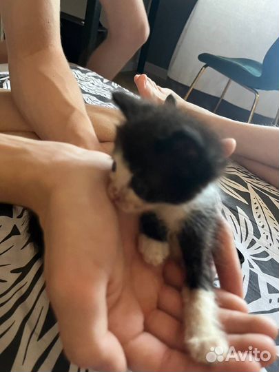Котенок мальчик в добрые руки