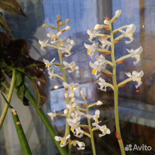 Орхидея лудизия