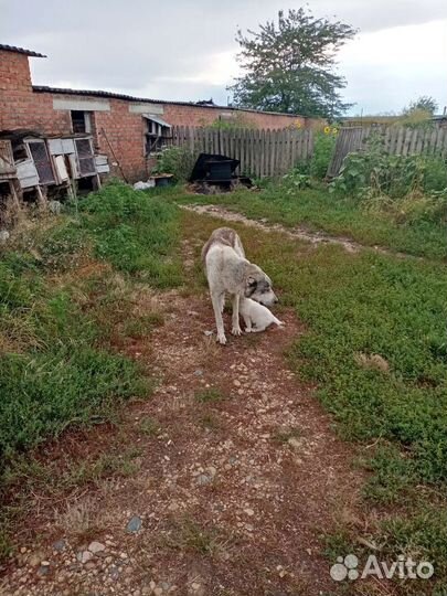 Среднеазиатка я авчарка