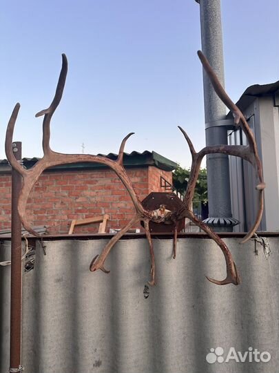 Рога оленя