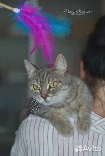 Кошка ищет дом, 1 год