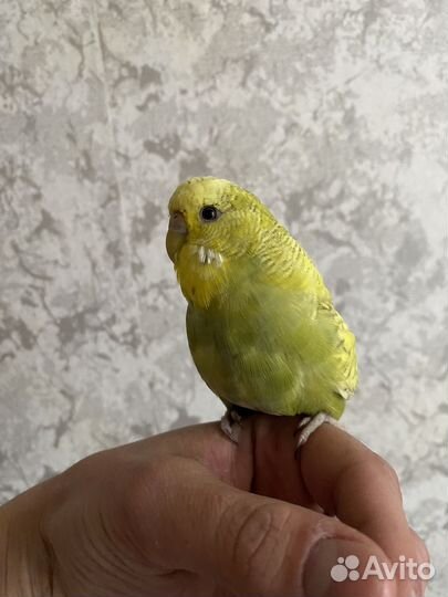 Попугай ввп