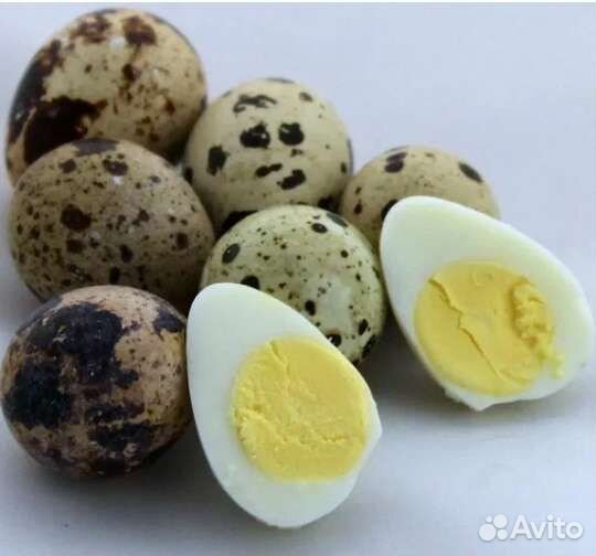 Яйца перепелиные домашние