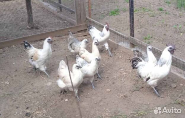 Синь-синь-дянь, лакеданзи (окрас: серебро)