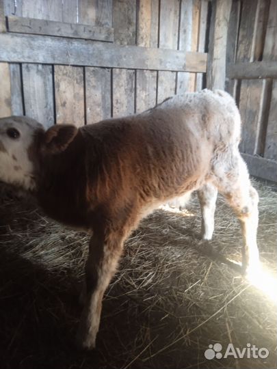 Продажа бычка