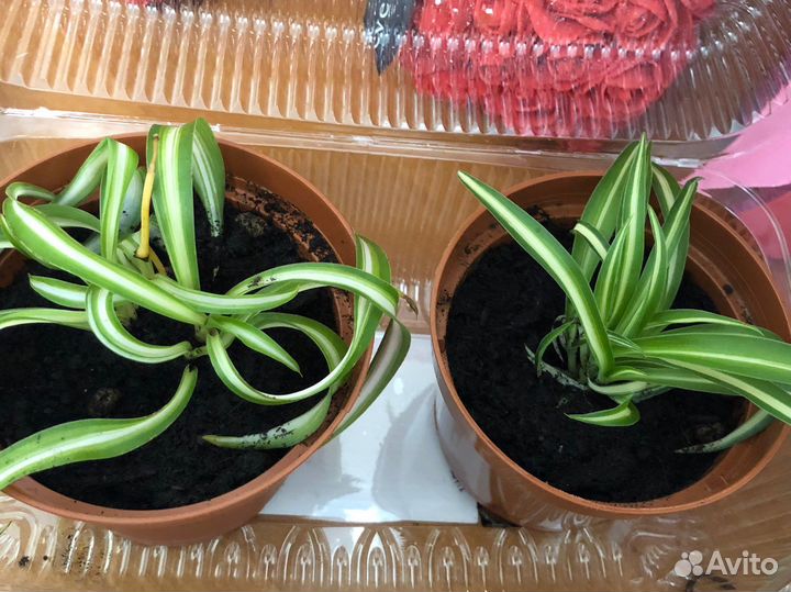 Хлорофитум