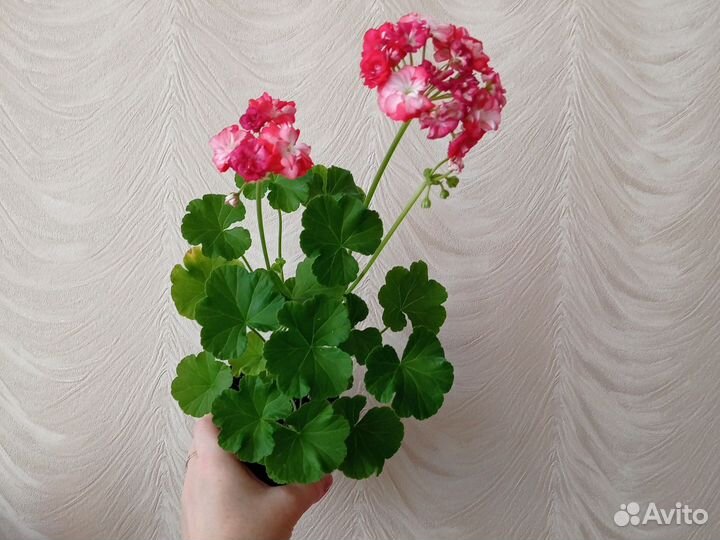 Пеларгония герань