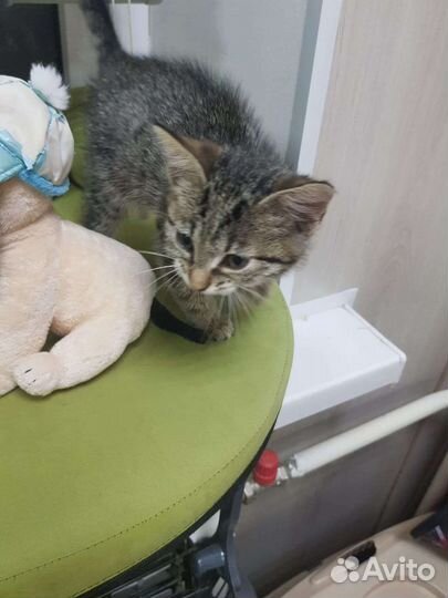 Кошка