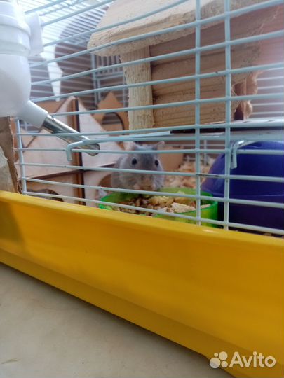 Мышь песчанка