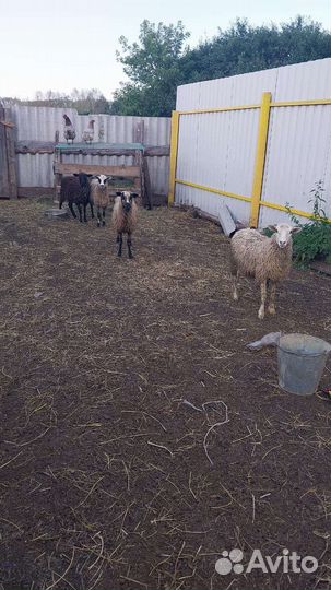 Продам ярок