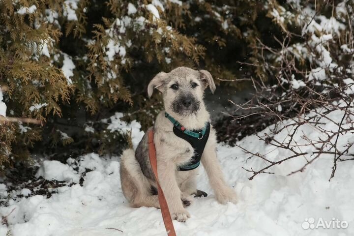 Фиона щенок бесплатно